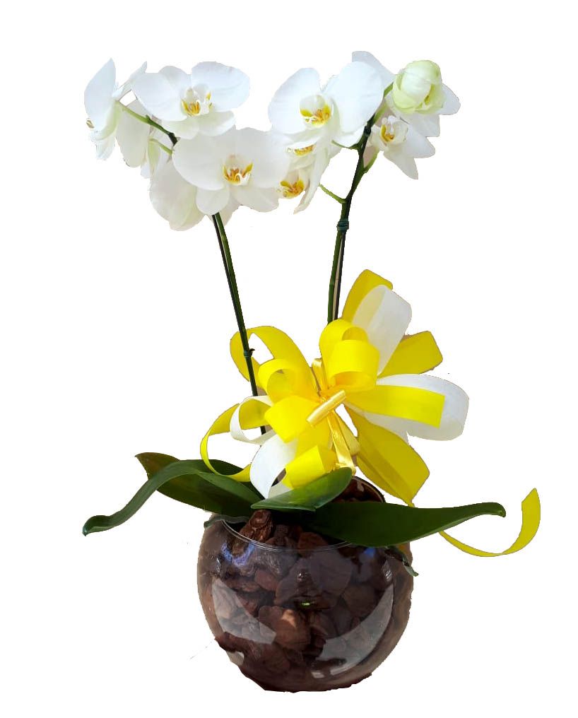 Orquídea com duas Hastes