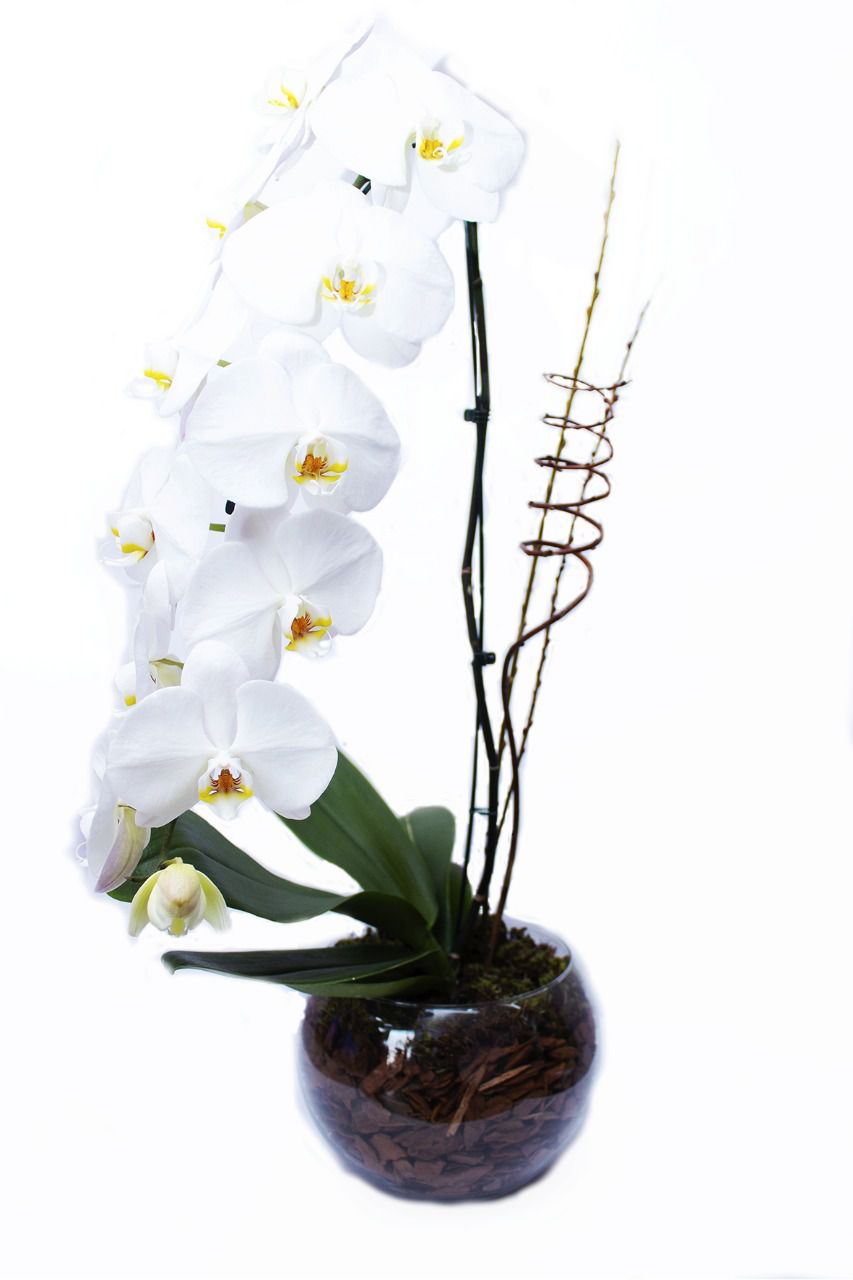 Orquídea Nobre Cascata