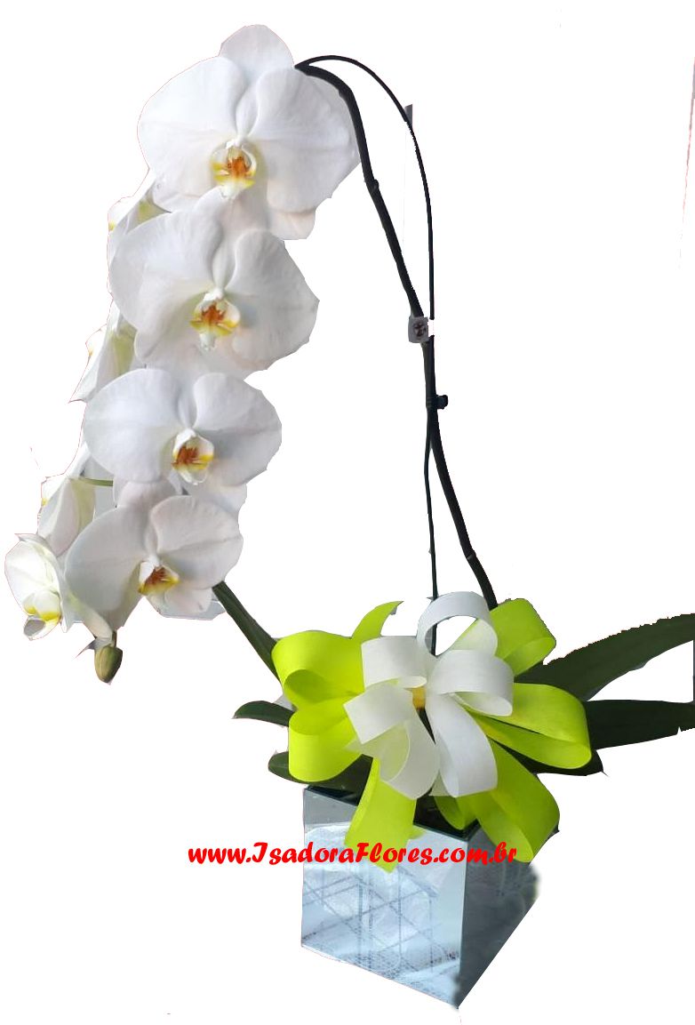 Orquídea Cascata Phalaenopsis