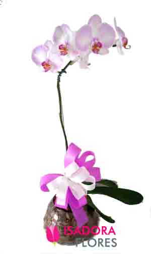 Orquídea em Aquário