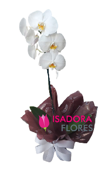 Orquídea Branca