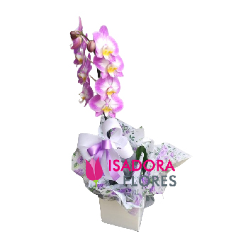 Orquídea