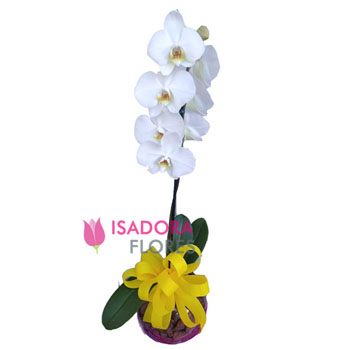 Orquídea Branca